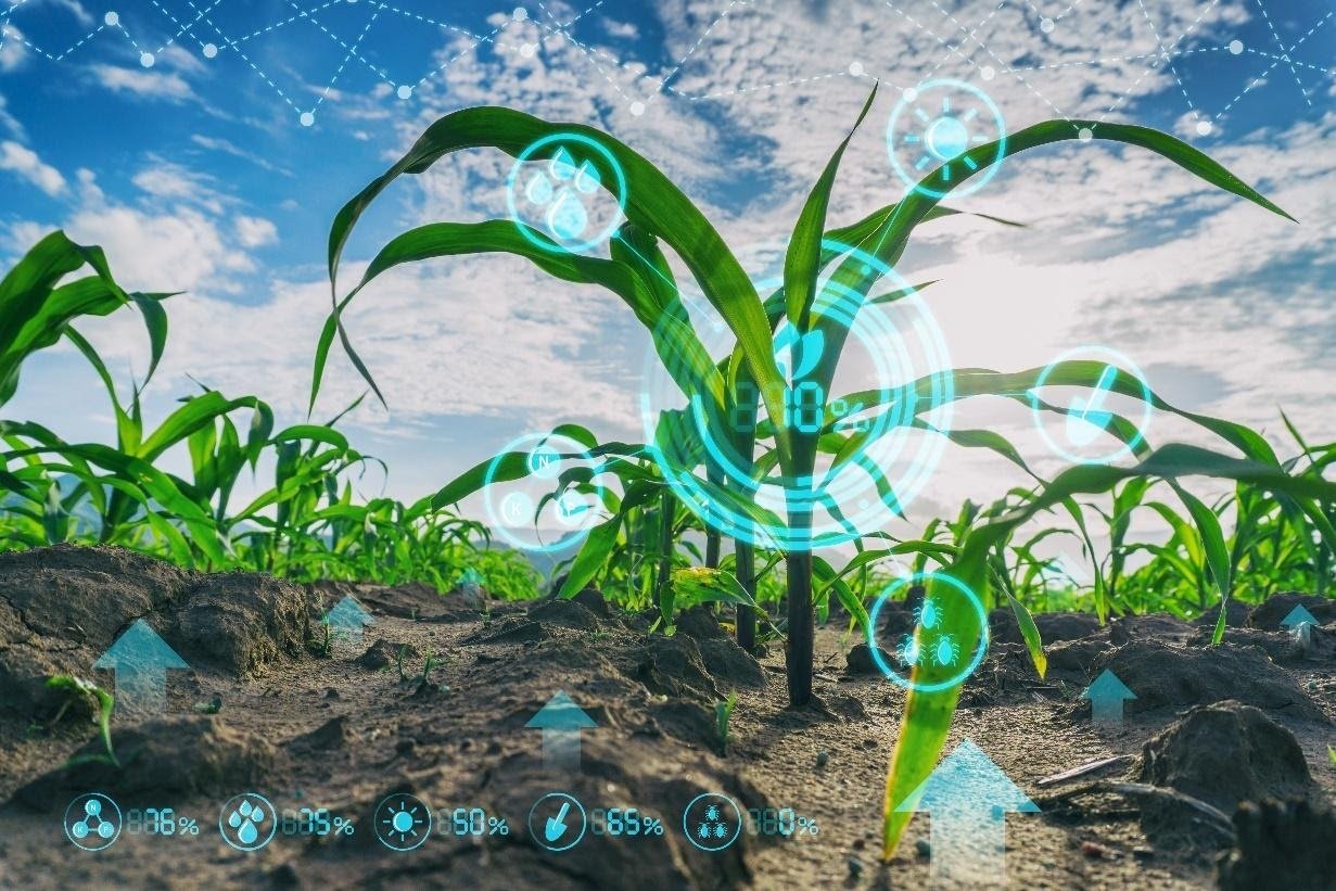 Imagem de uma plantação em crescimento. Como marca d’água há dados tecnológicos extraídos dos novos processos de melhoria)
